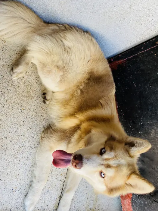 Chien husky malamute