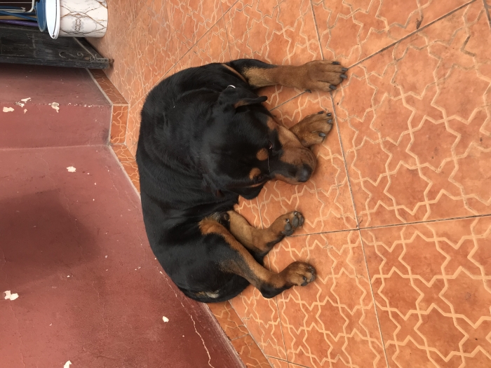 Rottweiler à vendre