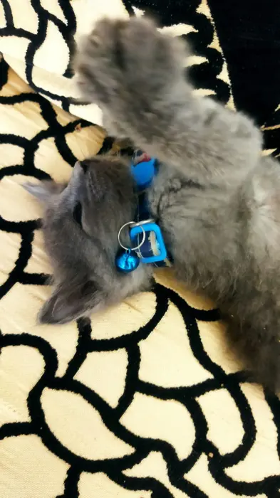 Chat Du Race Nebelung