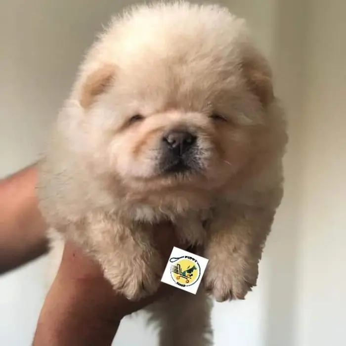 Chowchow