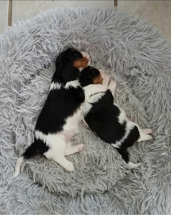 Cavalier king charles