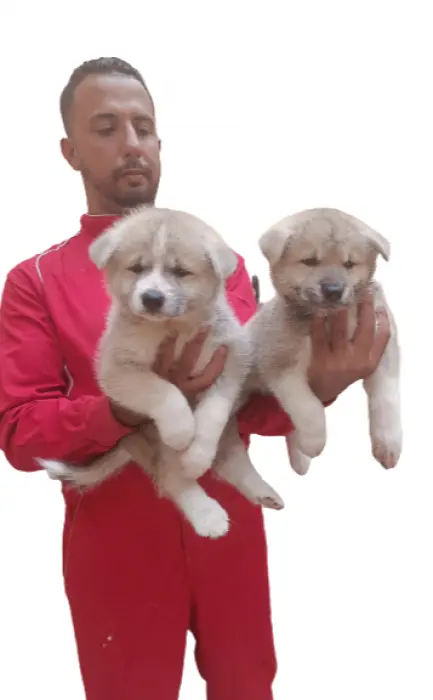 Disp chiot akita inu