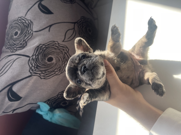 Fluffy bulldog francais