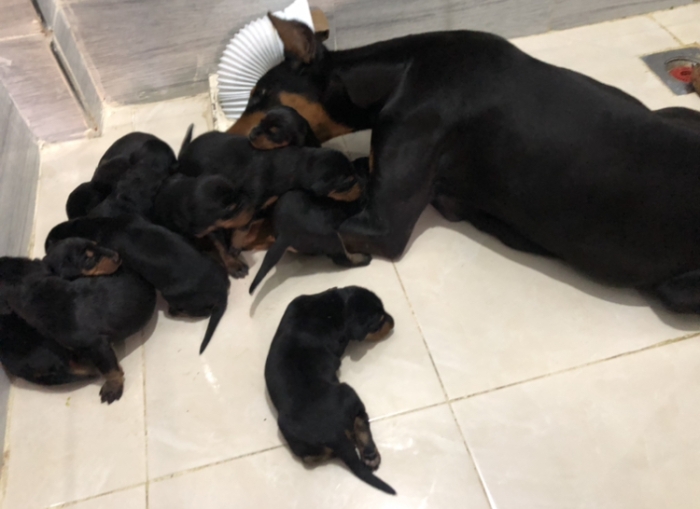 Doberman des chiot