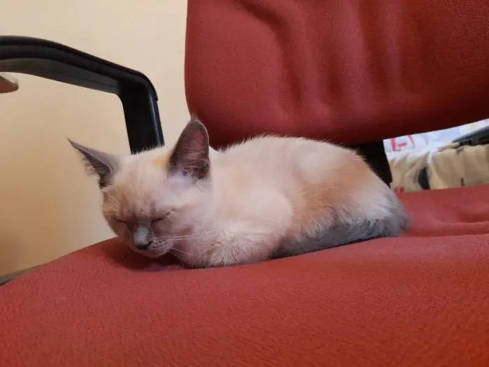 Chaton femelle 2 mois