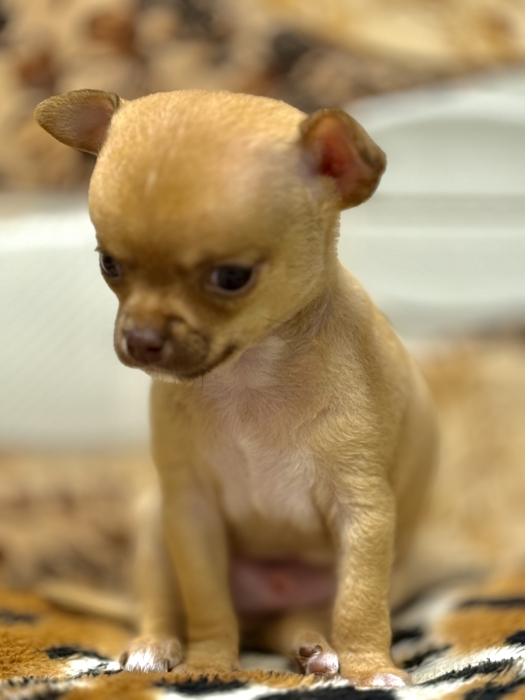 Chihuahua