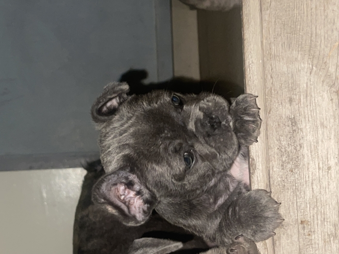 Bulldog francais blue