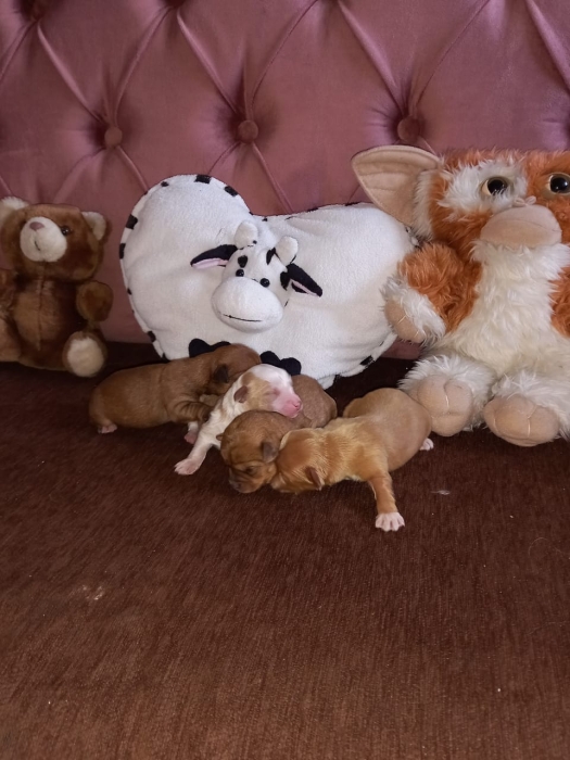 Chiots bichon à vendre