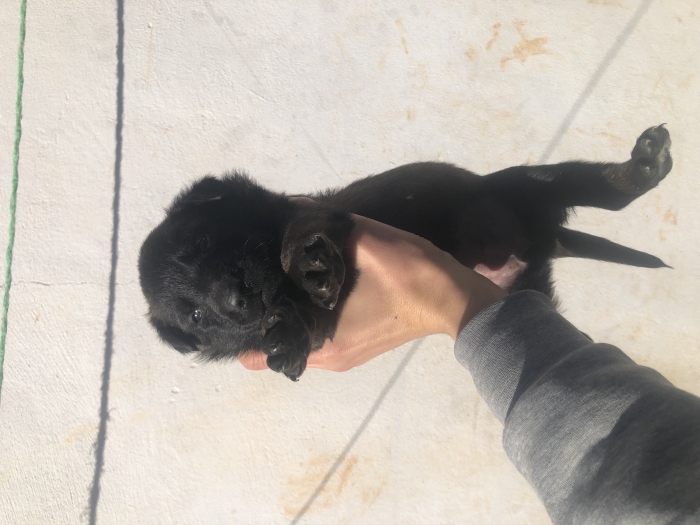 Des chiots malinois pure race son père pedegre