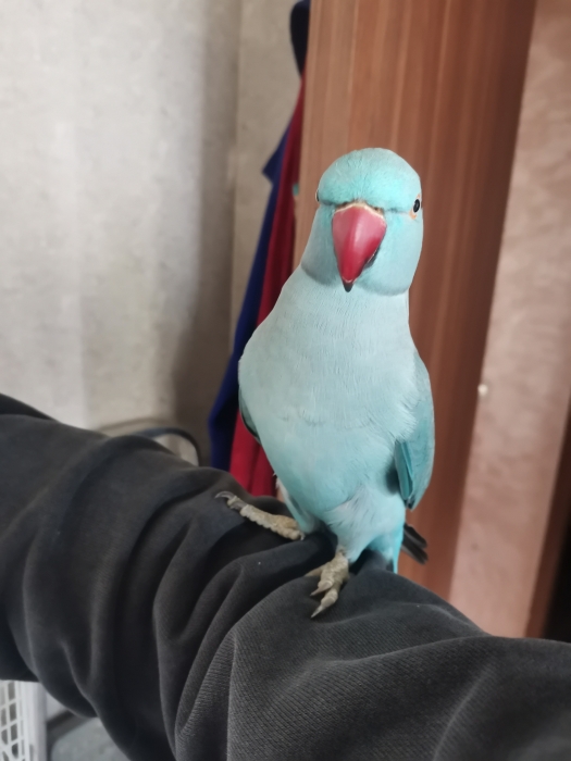 Perruche a collier mal