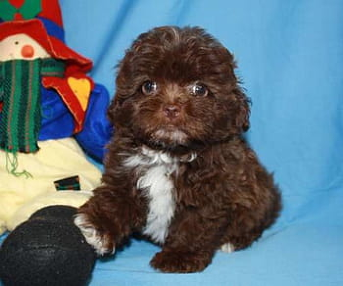 Maltipoo toy