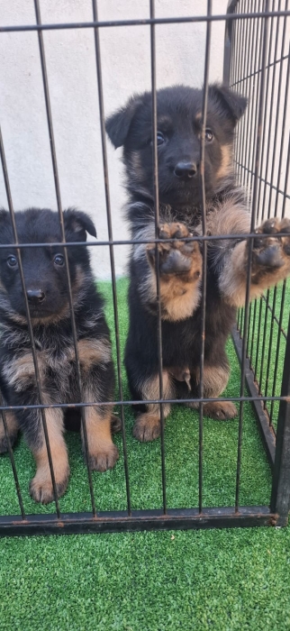 Chiot Berger Allemand