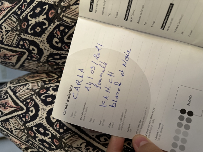 Caniche havanais femelle