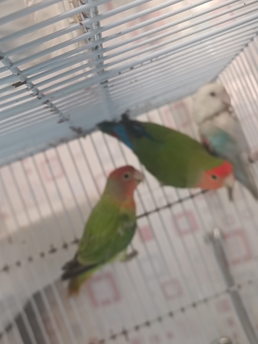 Couples inséparables