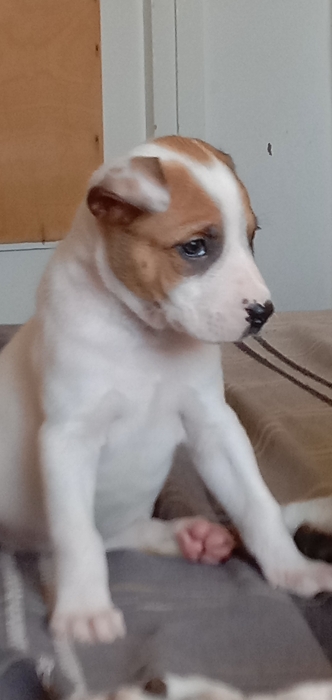 Dog argentin mixt avec staf