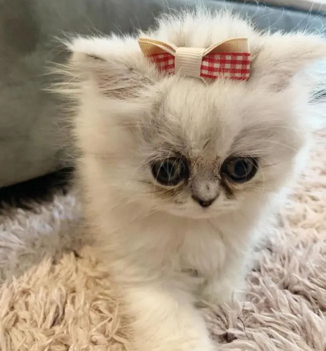 Jumelles persans chinchilla golden et silver