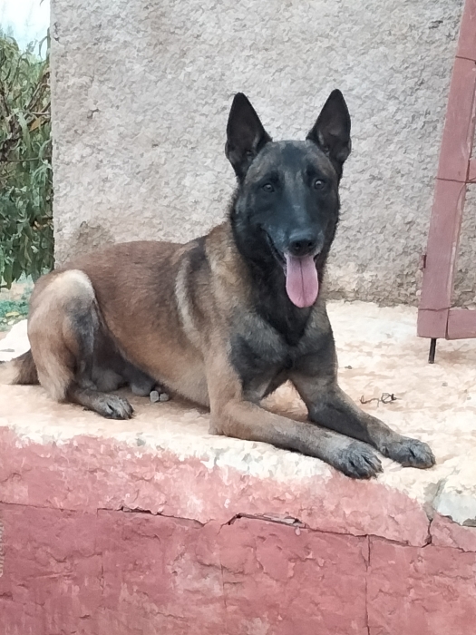 Chiots malinois / berger allemand