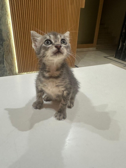 Chaton pour adoption