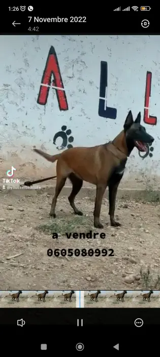 2 ntawi malinois