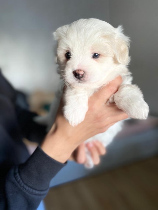 Adorable chiots a vendre