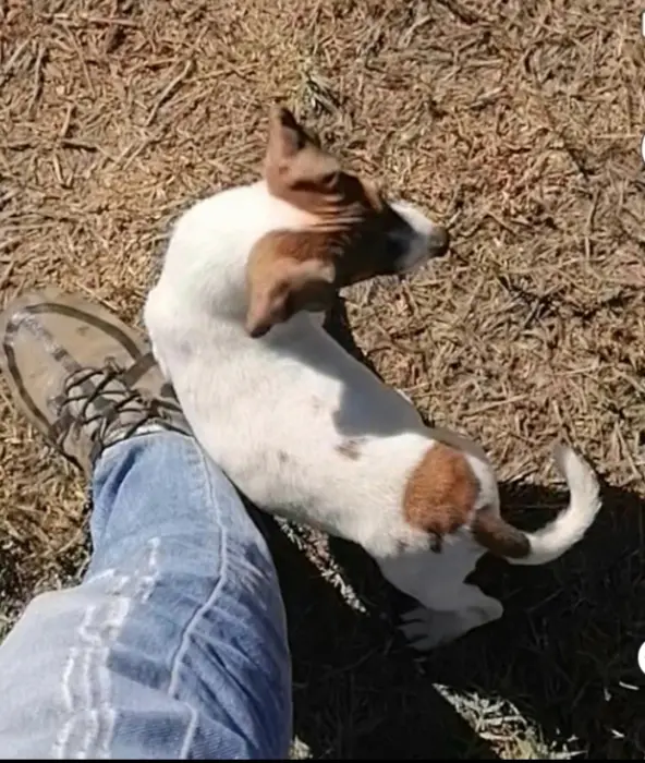 Jack Russell Terrier