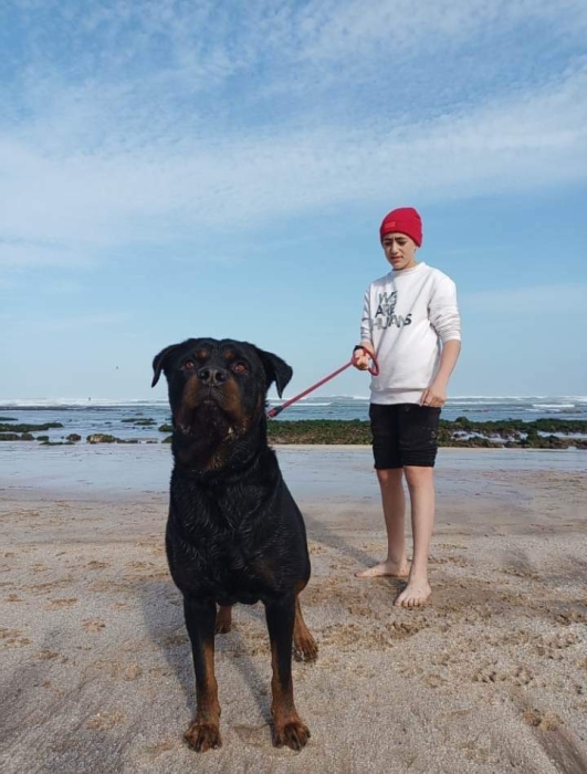 Chien male rottweiler bien dresser