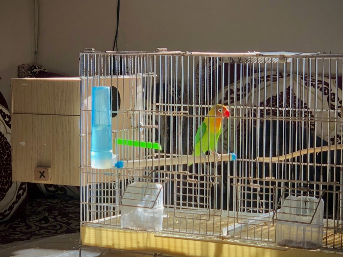 Couple fisher en plus cage 🦜