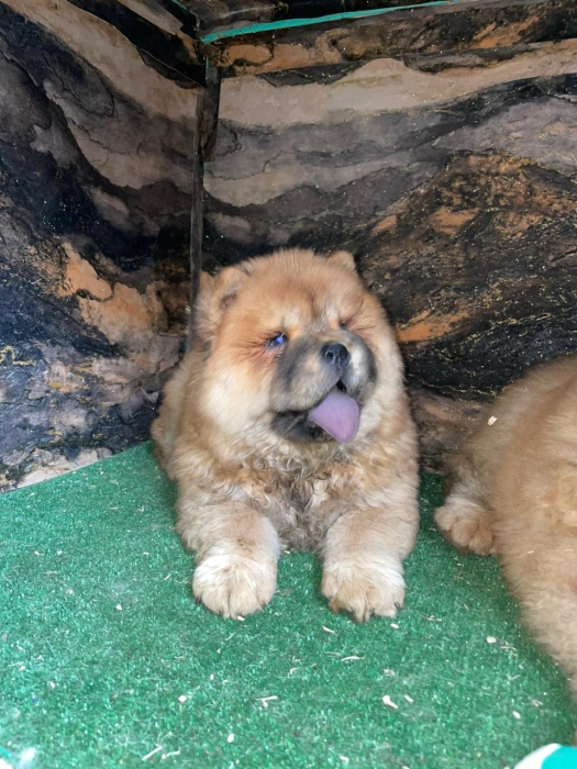 chowchow