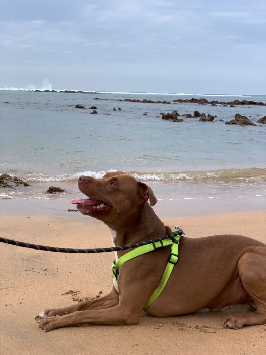 Red nose pitbull  a accoupler