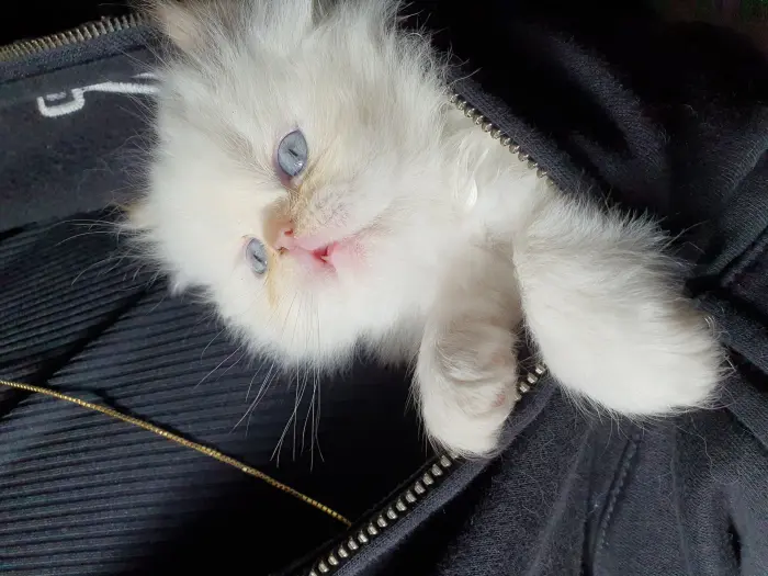 Petits chattons Persans Imalaya