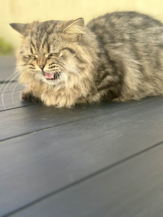 Deux chats Munchkin pattes courtes highlands