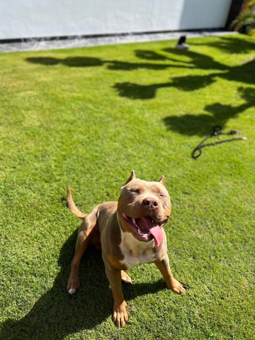 2 américain bully xl