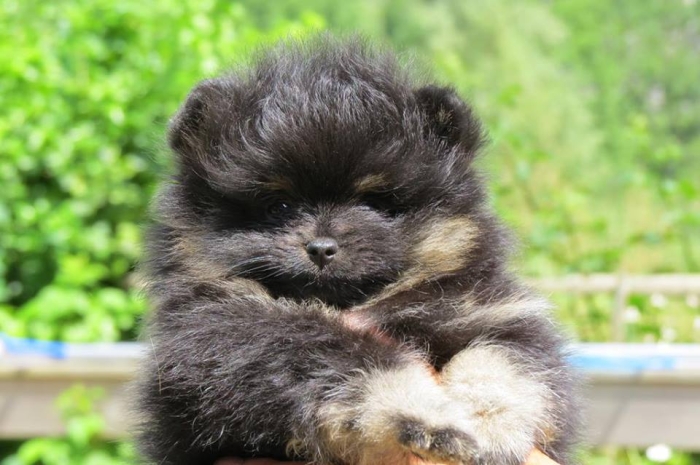 Spitz Black Tan 🔥