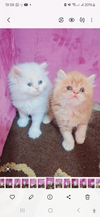 Chatton persan mon face