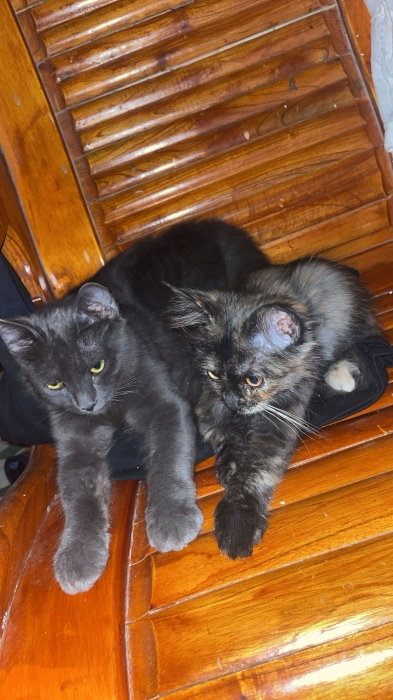 Neblung chats a marrakech