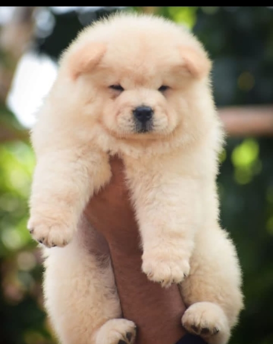 Chowchow