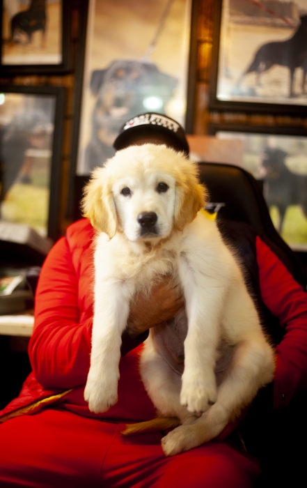 Disponibles magnifiques Chiots golden retriever