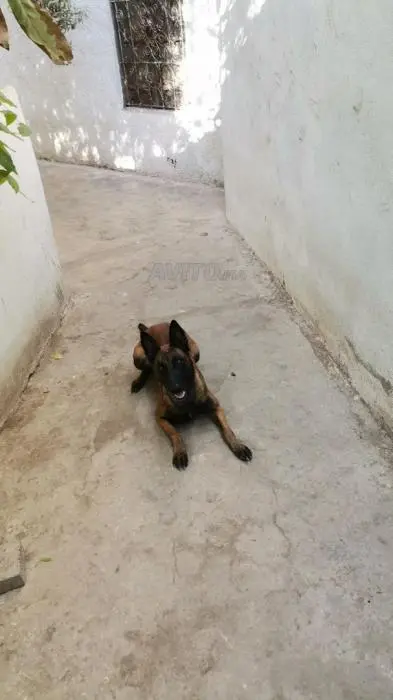 Femelle Malinois