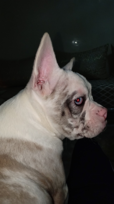 Bulldog franchise exotic merle