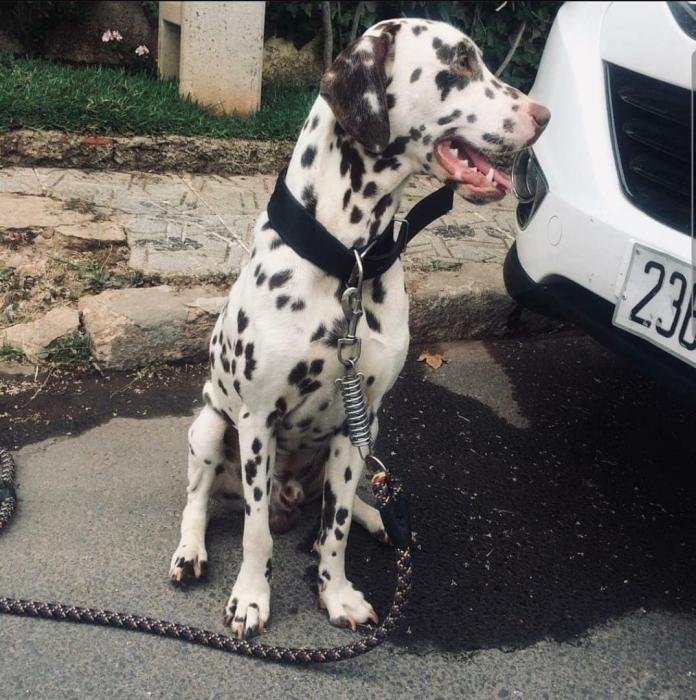 Dalmatien