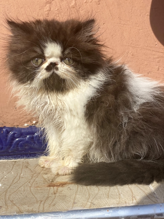 Chaton persan