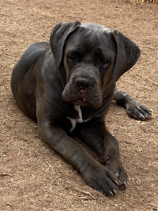 Cane corso