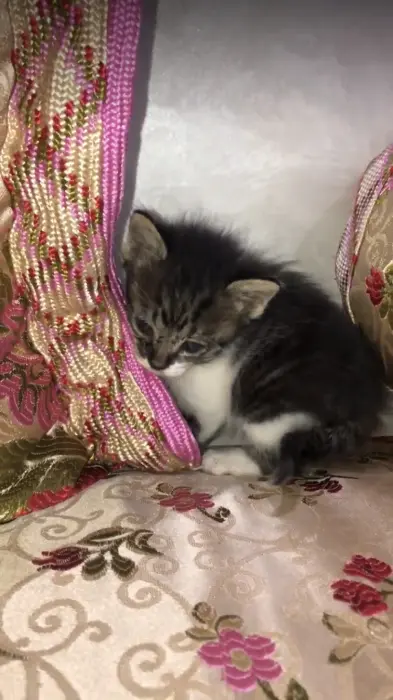 قط للتبني في كازا الحي المحمدي
