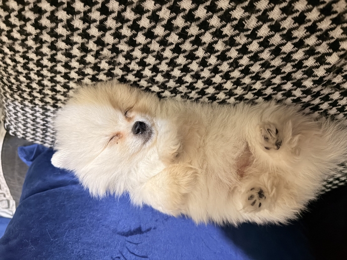 Spitz nain femelle 2 mois