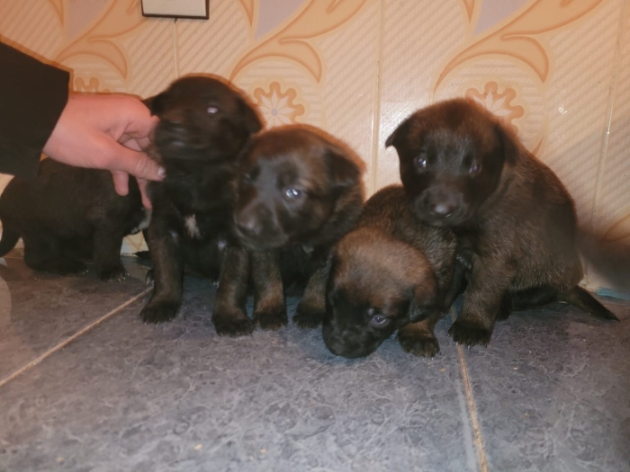 Des chiots malinois charbonnés