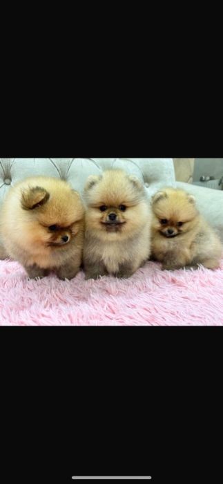 spitz loulou de pomeranie