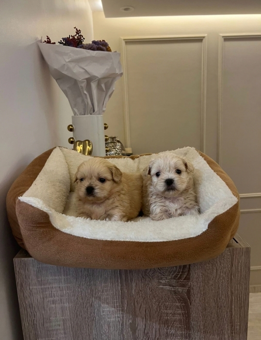 Bichon Havanais 🎊