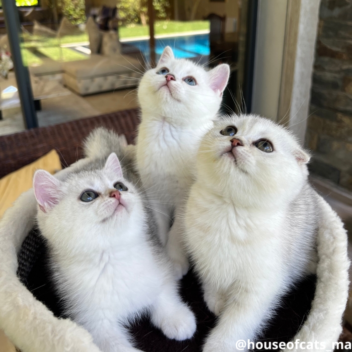 Scottish straight et fold