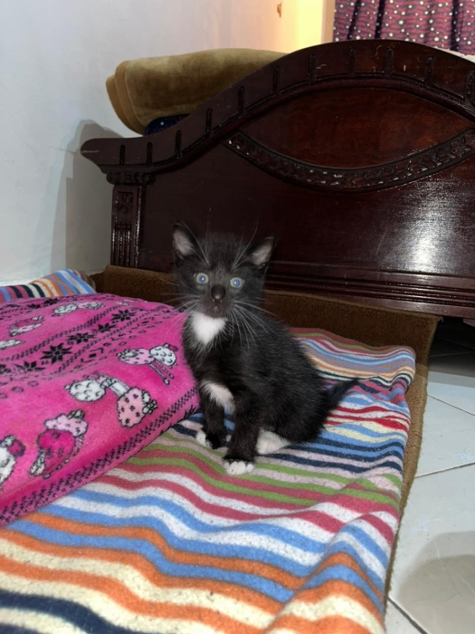 Châteaux pour adopter