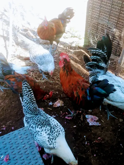 دجاج فيومي فضي وذهبي ودجاج بلدي بياض للبيع